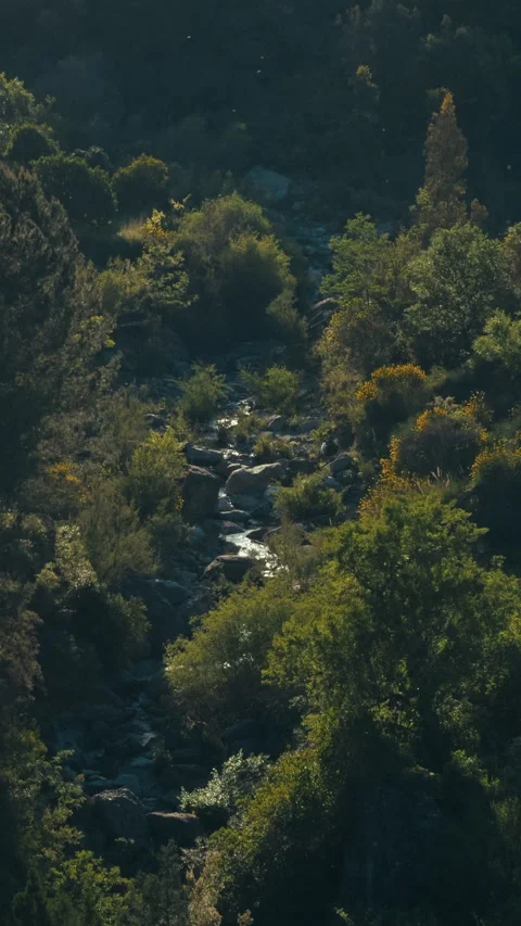 Stream flows through the water forest Stock Footage 308646642