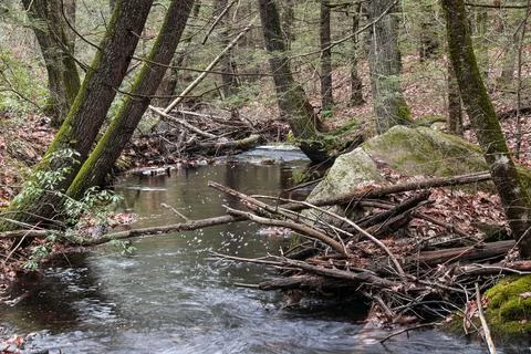 A stream flows through the wilderness of new england Stock Photos