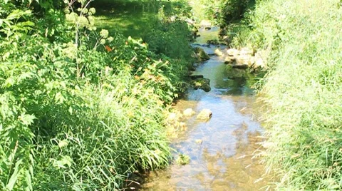Stream flows under blooming lillies and trees Stock Footage 7754384