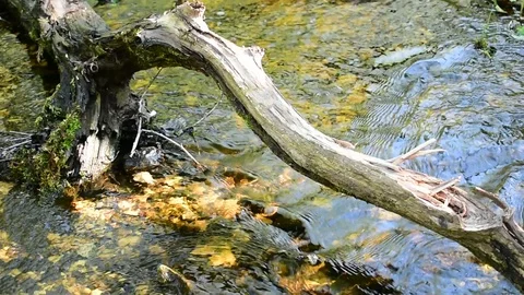 Stream flows under the snag Stock Footage 108138938
