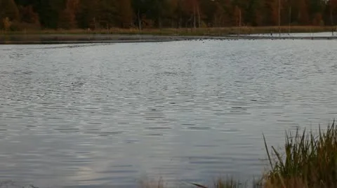 Stream Stock Footage 10942018