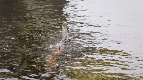 Stream Stock Footage 35802082