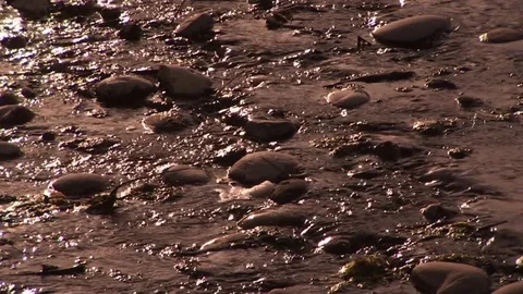 Stream Stock Footage 72572051