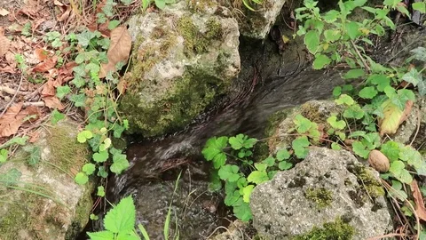 Stream Stock Footage 81391301