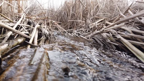 The Stream Stock Footage 106263505