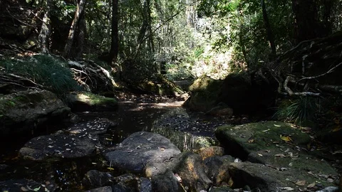 Stream Stock Footage 115562968