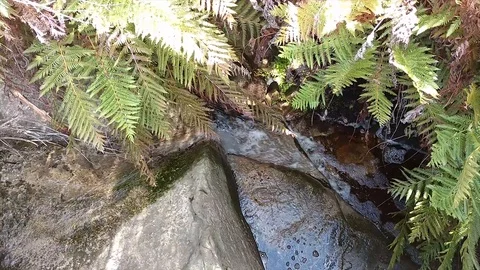 Stream Stock Footage 119401317