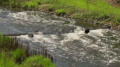 Stream Stock Footage 142213782