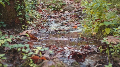 Stream Stock Footage 145201292