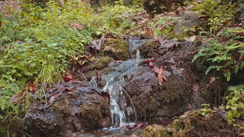 Stream Stock Footage 145204220