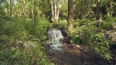 Stream Stock Footage 156044961