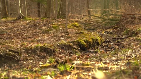 Stream 動画素材 216242758