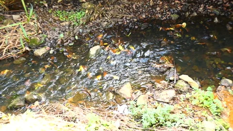 Stream Stock Footage 244747820