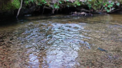 Stream Stock Footage 307212139