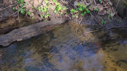 Stream Stock Footage 307212143