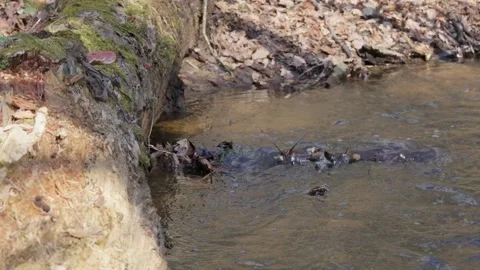 Stream Stock Footage 307212161