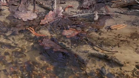 Stream Stock Footage 307212163