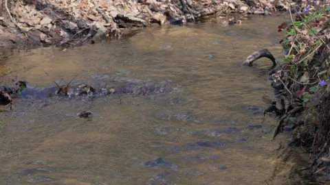 Stream Stock Footage 307212165