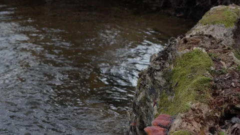 Stream Stock Footage 307212169