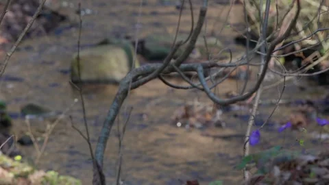 Stream Stock Footage 307212176