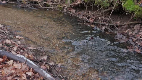 Stream Stock Footage 307212177