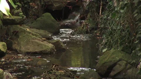 Stream Stock Footage 316257119