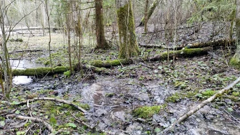 A stream in the forest (1) 4K 30 FPS Stock Footage 270336665