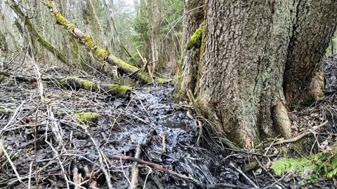 A stream in the forest (10) Full HD 60 FPS Stock Footage 271072523