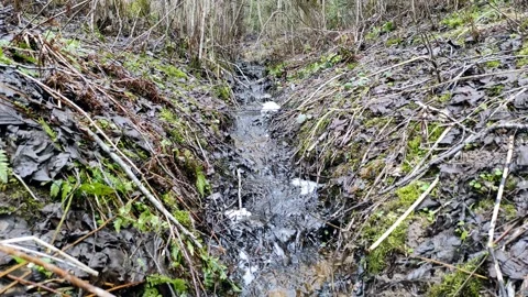 A stream in the forest (12) 4K 30 FPS Stock Footage 271075071