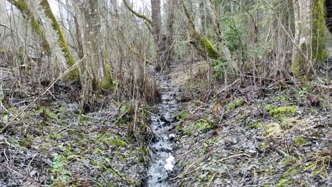 A stream in the forest (13) 4K 30 FPS Stock Footage 271079191