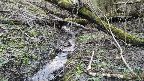 A stream in the forest (14) Full HD 60 FPS Stock Footage 271077937