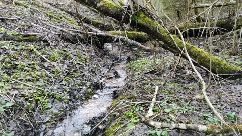 A stream in the forest (15) 4K 30 FPS Stock Footage 271080028