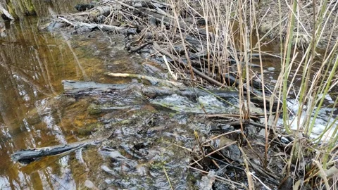 A stream in the forest (16) 4K 30 FPS Stock Footage 271081615