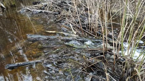 A stream in the forest (17) Full HD 60 FPS Stock Footage 271080547