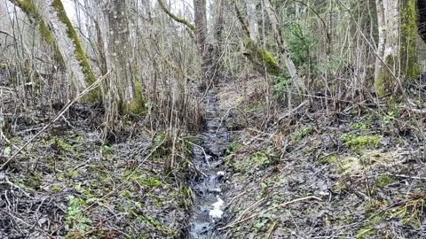 A stream in the forest (18) Full HD 60 FPS Stock Footage 271073843