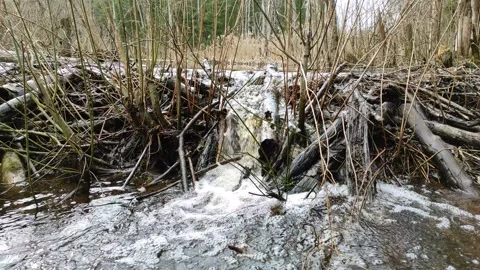 A stream in the forest (19) 4K 30 FPS Stock Footage 271081351