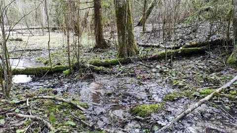 A stream in the forest (2) Full HD 60 FPS Stock Footage 270336081