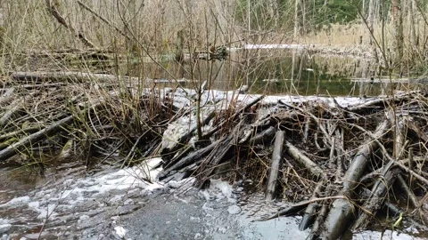 A stream in the forest (20) 4K 30 FPS Stock Footage 271082064