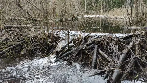 A stream in the forest (21) Full HD 60 FPS Stock Footage 271080590