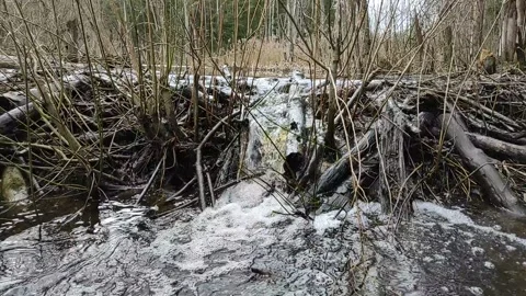 A stream in the forest (22) Full HD60 FPS Stock Footage 271080860