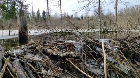 A stream in the forest (24) 4K 30 FPS Stock Footage 271070782