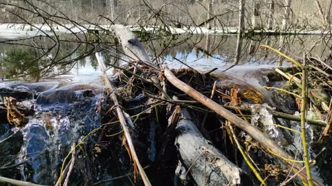 A stream in the forest (25) 4K 30 FPS Stock Footage 271077549