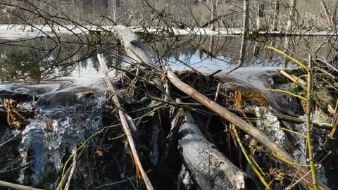 A stream in the forest (26) Full HD 60 FPS Stock Footage 271070035