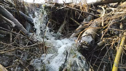 A stream in the forest (27) Full HD 60 FPS Stock Footage 271076905