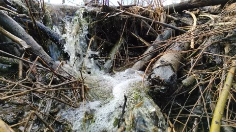 A stream in the forest (28) 4K 30 FPS Stock Footage 271076893