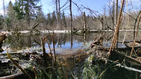 A stream in the forest (29) 4K 30 FPS Stock Footage 271078885