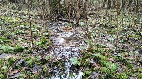 A stream in the forest (3) Full HD 60 FPS Stock Footage 270336176