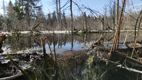 A stream in the forest (30) Full HD 60 FPS Stock Footage 271070916