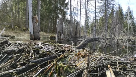 A stream in the forest (31) Full HD 60 FPS Stock Footage 271145643