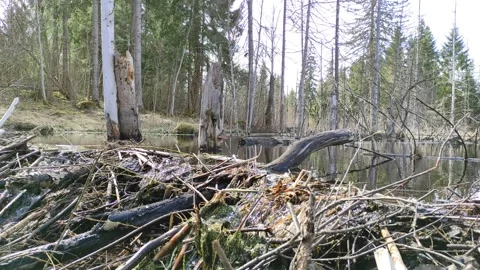 A stream in the forest (32) 4K 30 FPS Stock Footage 271145985